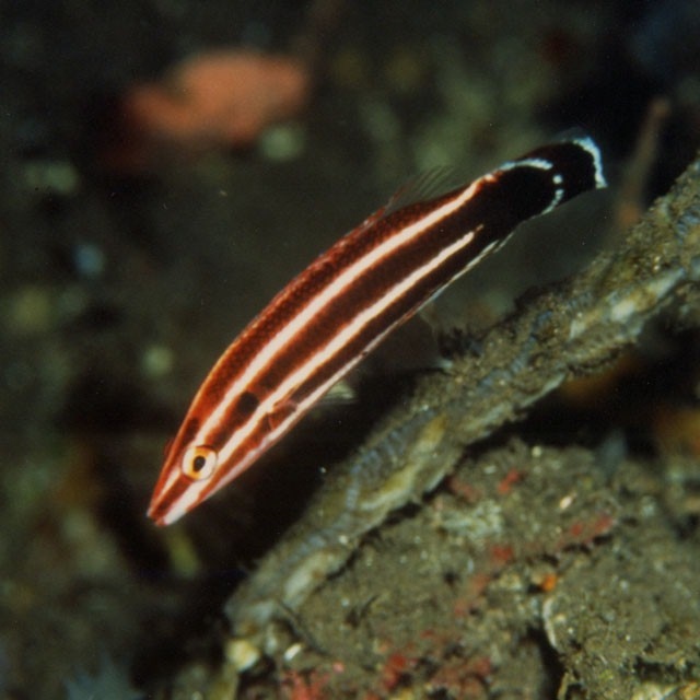 Bodianus sepiacaudus